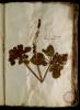  Fol. 8 

Plantago thyrso roseo. Plantago rosea